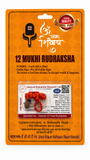 12 Mukhi Rudraksha Red Thread Necklace