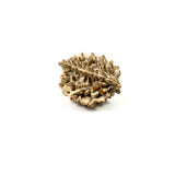 Rudraksha 2 Face