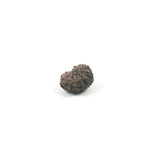 Rudraksha 12 Face