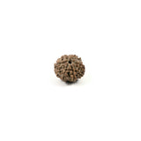 Rudraksha 6 Face